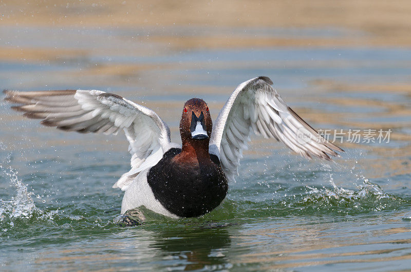 共同的pochard (Aythya ferina)